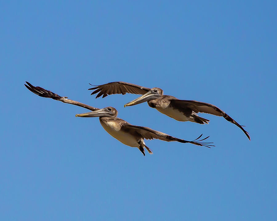 Outer Banks Pelicans #1 Photograph by Lora J Wilson