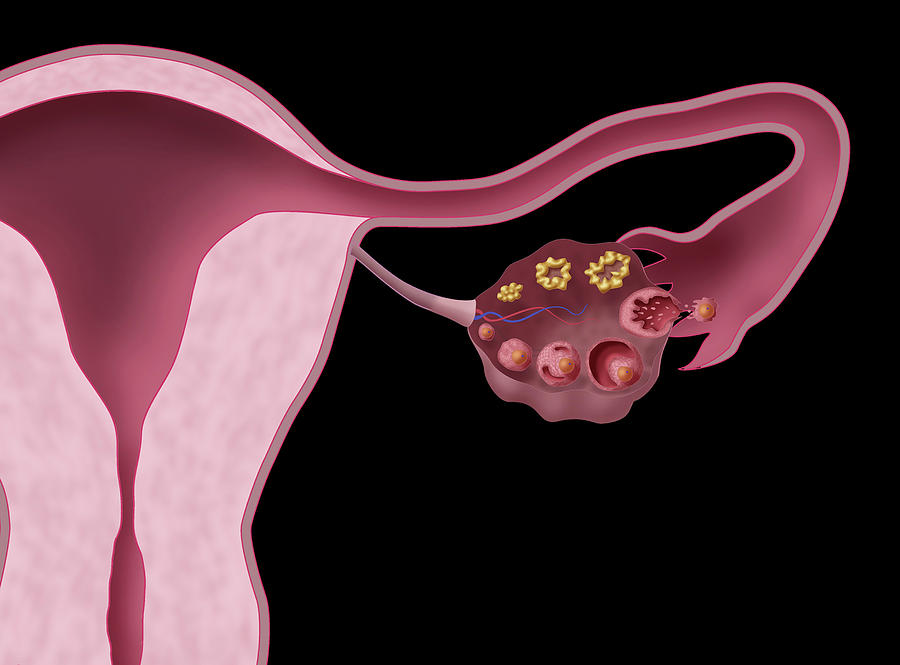 Ovarian Follicles, Illustration #1 Photograph by Monica Schroeder