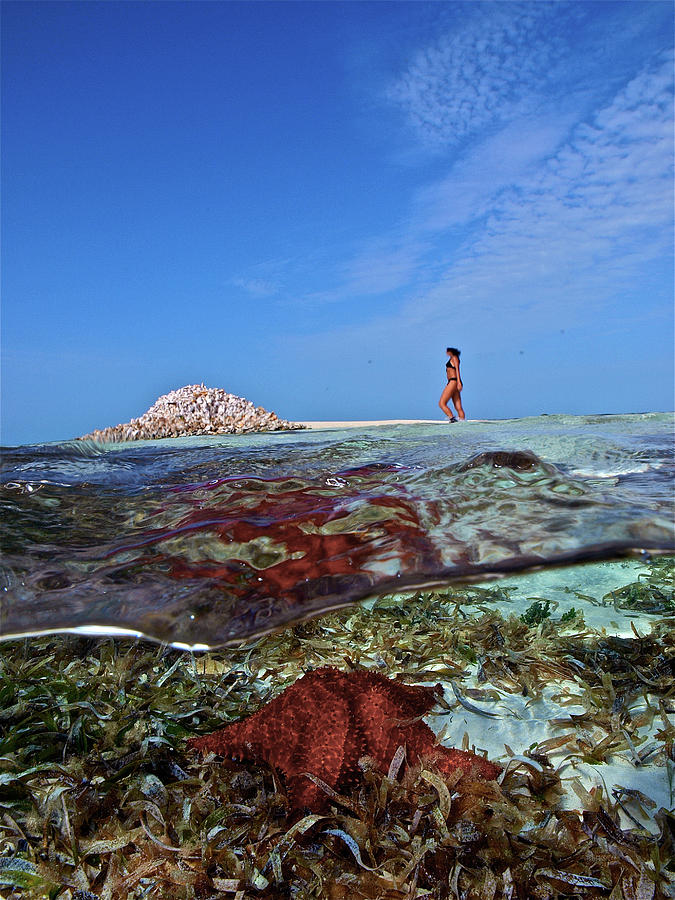 50-50 Photograph - Over/under Coral Reef, Sea Star by Organizacion Bluewater 50-50 Photograph - Over/under Coral Reef, Sea Star by Organizacion Bluewater