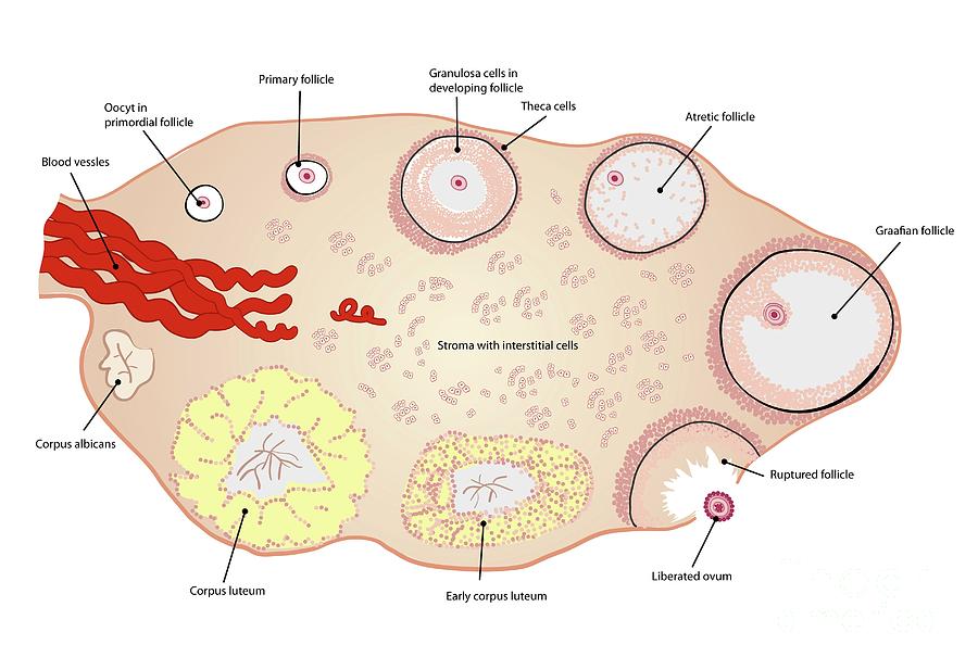 Ovulation Photograph by Jeanette Engqvist/science Photo Library - Fine ...