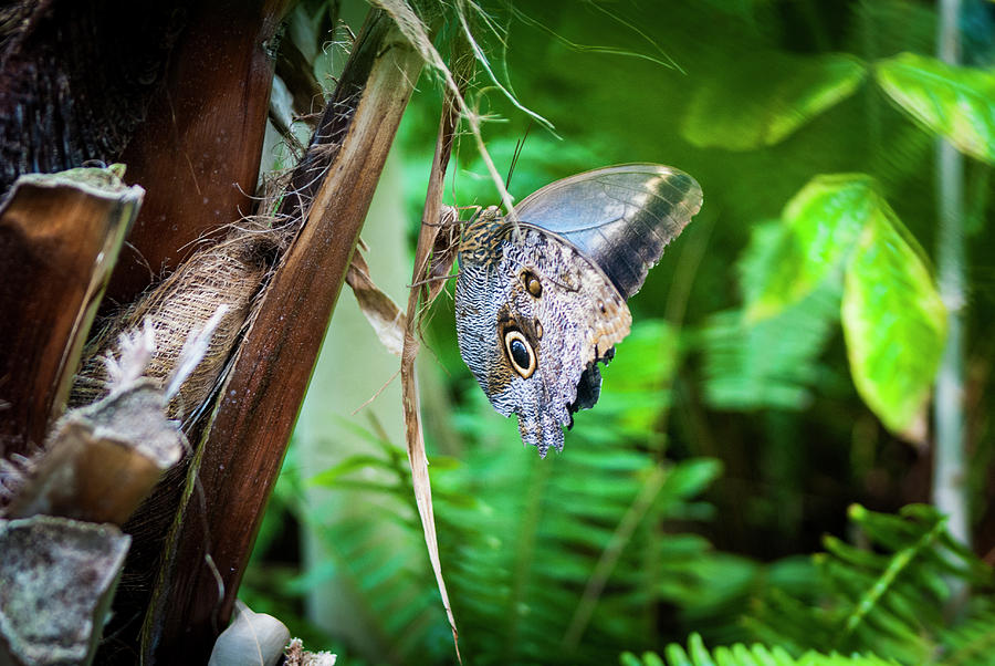 Owl Butterfly #1 Photograph by Donald Pash