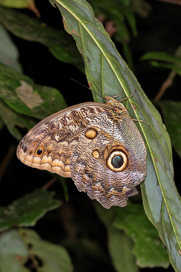 Owl Butterfly #1 Photograph by Ivan Kuzmin