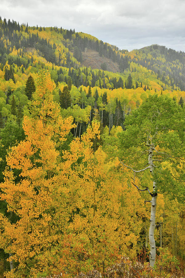 Owl Creek Pass Road Fall Colors #1 Photograph by Ray Mathis