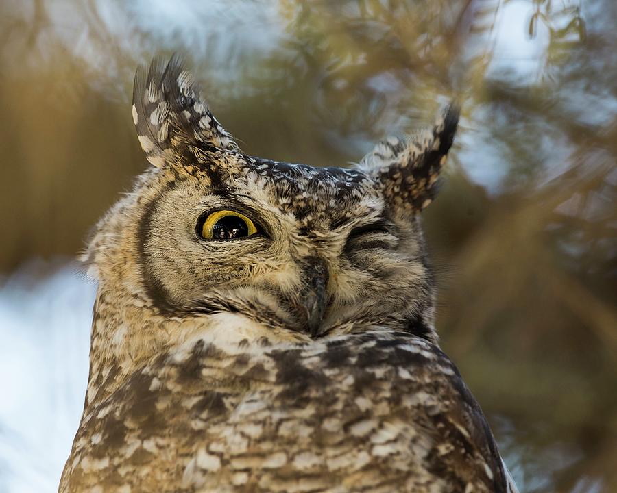 Owl, Namib Desert, Namibia #1 Digital Art by Marco Gaiotti