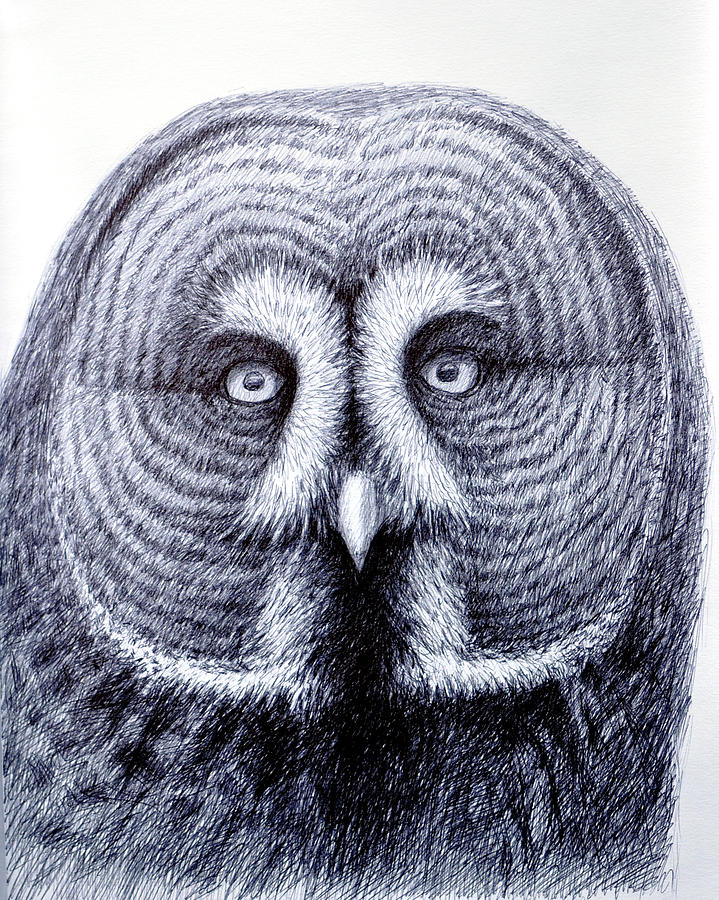 Owl Portrait Drawing by Rick Hansen