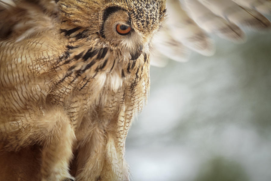 Owl #1 Photograph by Rafa Roldan