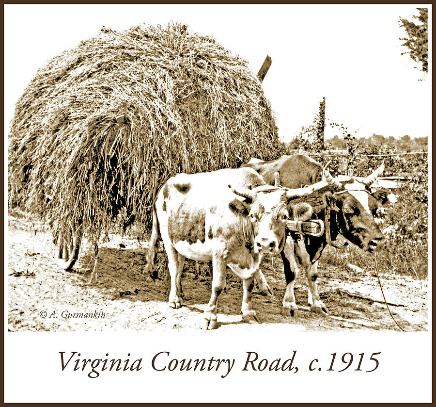 Ox Cart Haywagon, Virginia Country Road, c.1915, Vintage Photogr Photograph by A Macarthur Gurmankin