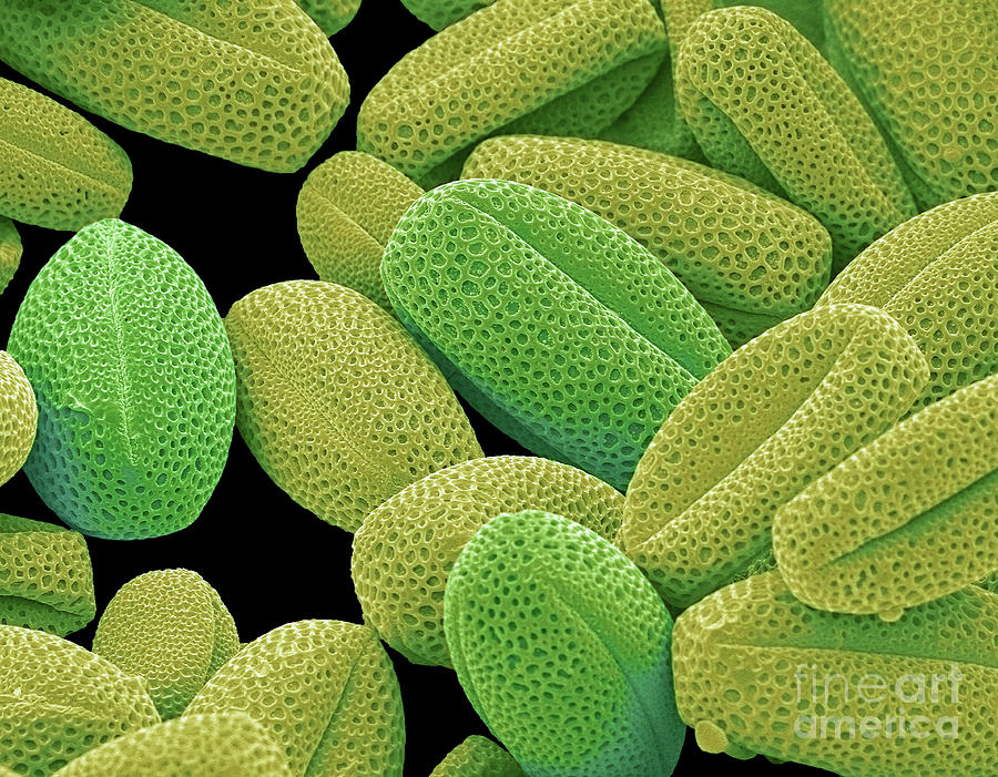 Nature Photograph - Oxalis Pollen #1 by Steve Gschmeissner/science Photo Library