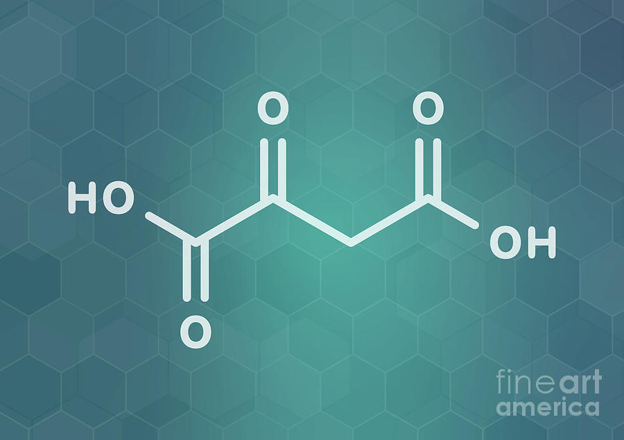 Oxaloacetic Acid Metabolic Intermediate Molecule 1 By Molekuul Science