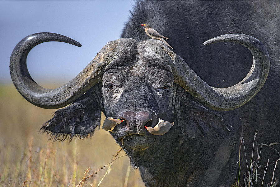 Buffalo Photograph - Oxpeckers On Buffalo #1 by Xavier Ortega