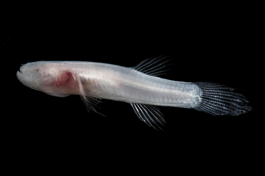 Ozark Cavefish Troglichthys Rosae #1 Photograph by Dante Fenolio