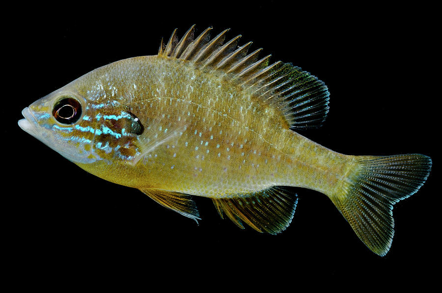 Ozark Longear Sunfish Lepomis Megalotis #1 Photograph by Dante Fenolio