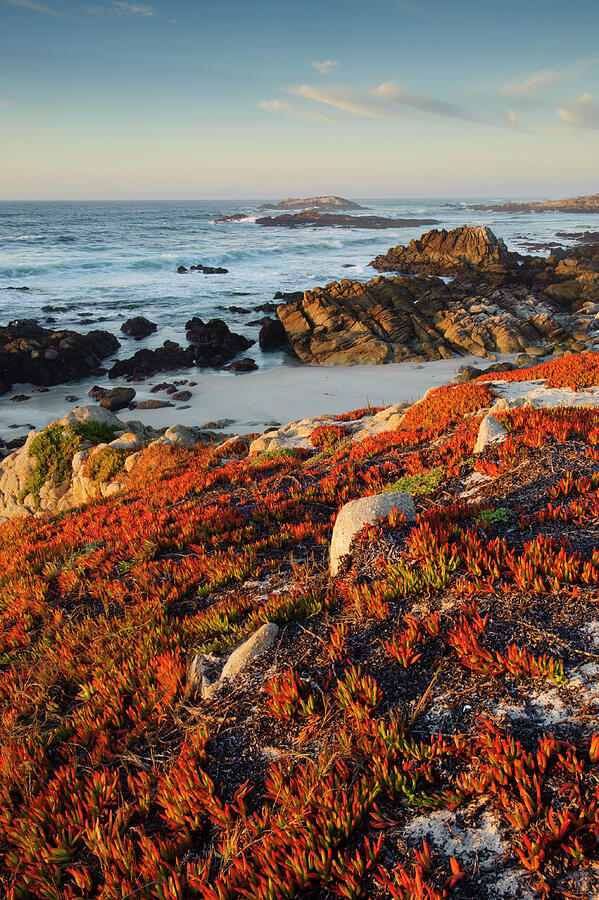 Pacific Coastline Near Monterey, California, Usa. #1 Photograph by Gerrit Vyn / Naturepl.com Pacific Coastline Near Monterey, California, Usa. #1 Photograph by Gerrit Vyn / Naturepl.com