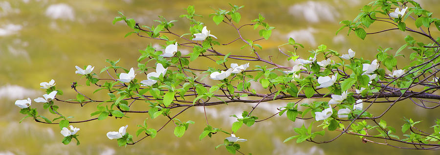 Pacific Dogwood Cornus Nuttallii #1 Photograph by Panoramic Images