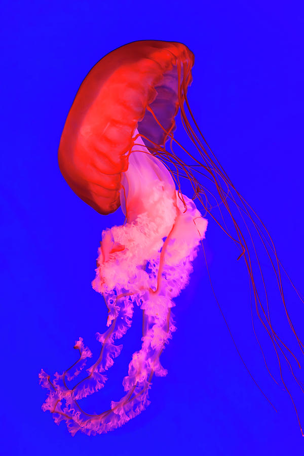 sea nettle jellyfish pink