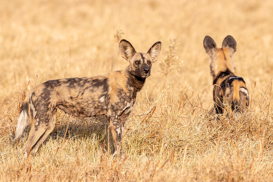 Painted Dogs #1 Photograph by Alessandro Catta