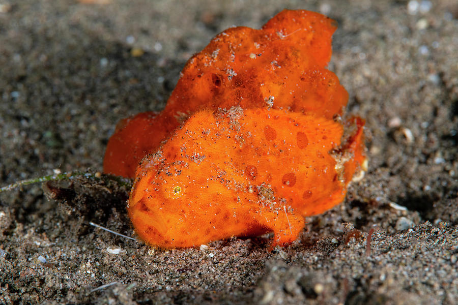 Animal Photograph - Painted Frogfish #1 by Andrew Martinez