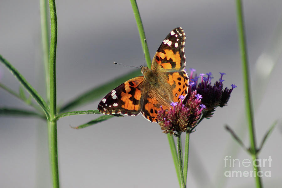 Painted Lady Butterfly Beauty #2 Photograph by Karen Adams