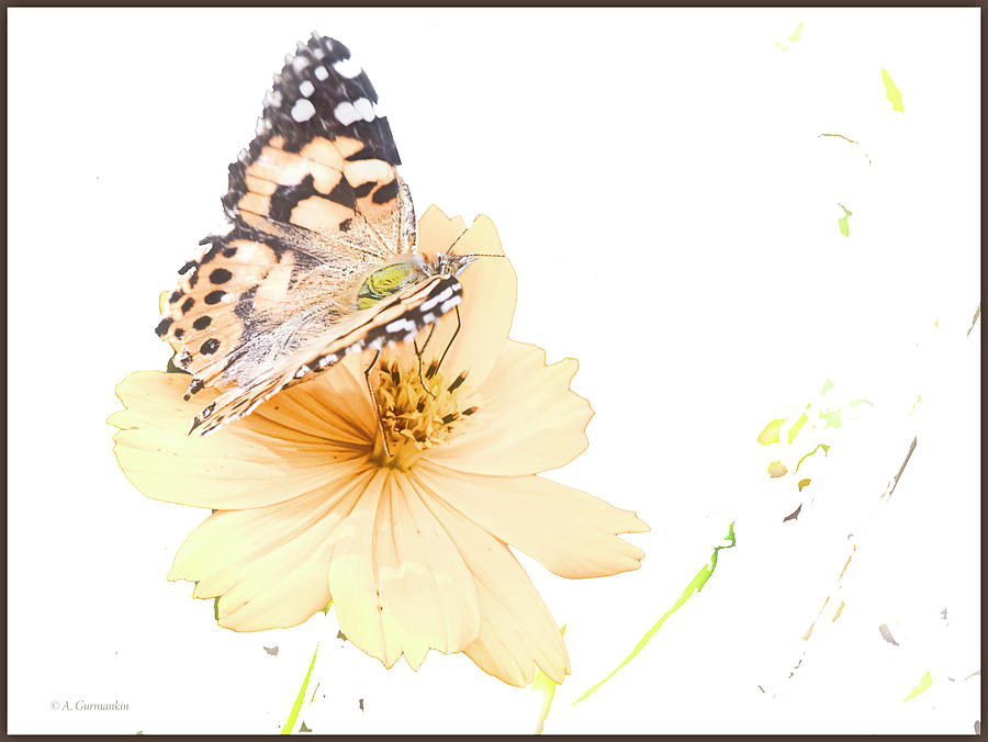 Painted Lady Butterfly, Cosmos Flower #1 Digital Art by A Macarthur Gurmankin