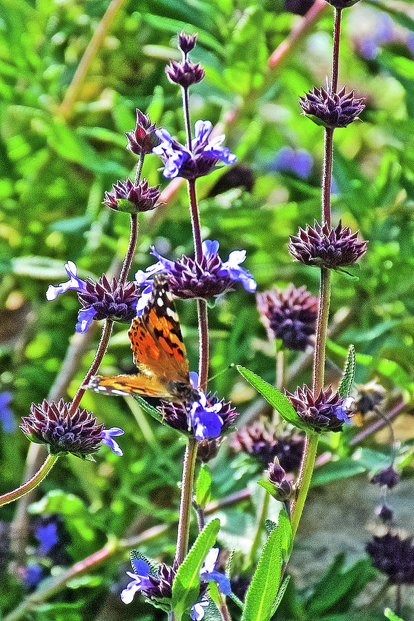 Painted Lady Butterfly on Chia in Rancho Santa Ana Botanic Garden in Claremont-California #2 Photograph by Ruth Hager