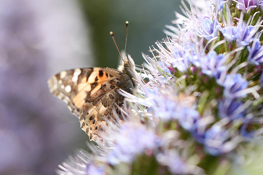 Painted Lady 5 Photograph by Fraida Gutovich
