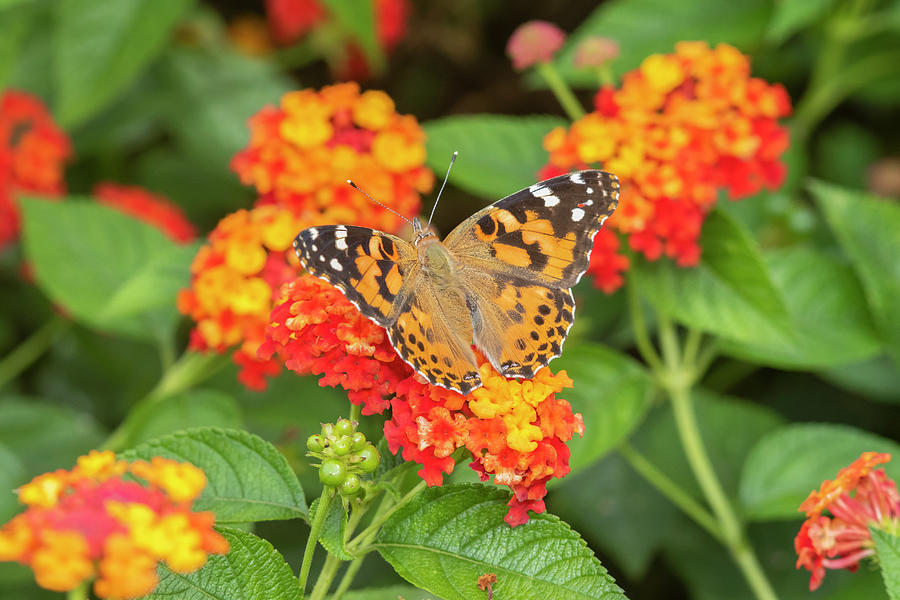 Feeding Photograph - Painted Lady (vanessa Cardui #1 by Richard and Susan Day
