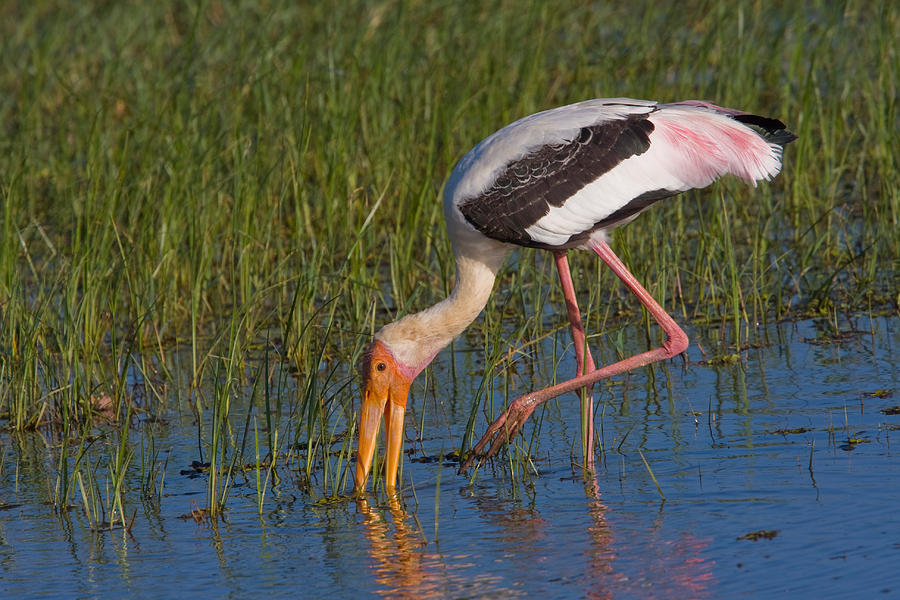 Painted Stork Photograph by David Hosking | Fine Art America