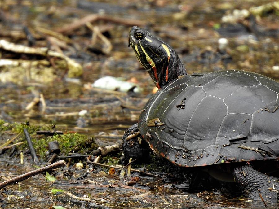 Turtle Photograph - Painted Turtle #1 by Betty-Anne McDonald