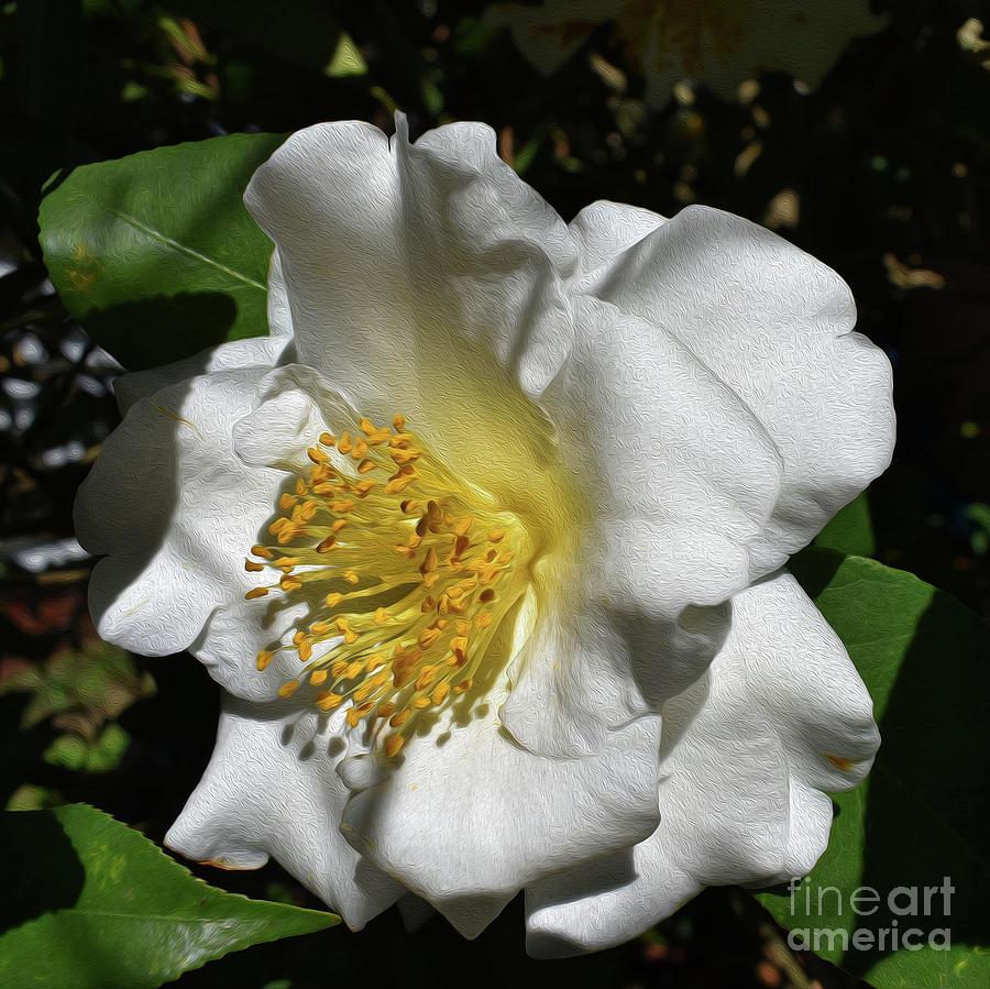 Painted White Camelia Photograph