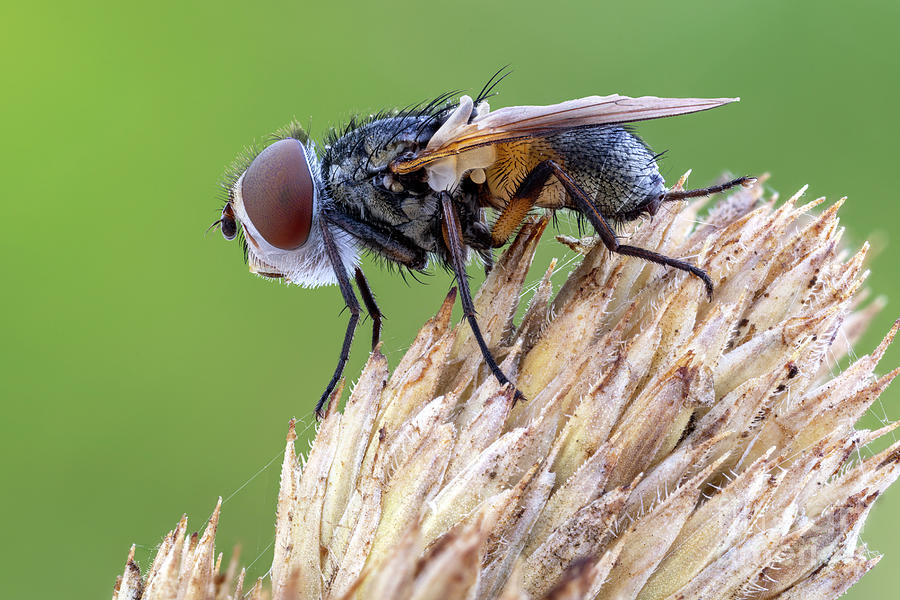 Painted-wing Tachinid Fly #1 Photograph by Ozgur Kerem Bulur/science Photo Library