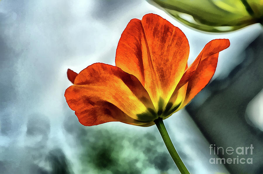 painting tulip flower by Odon Czintos painting tulip flower by Odon Czintos