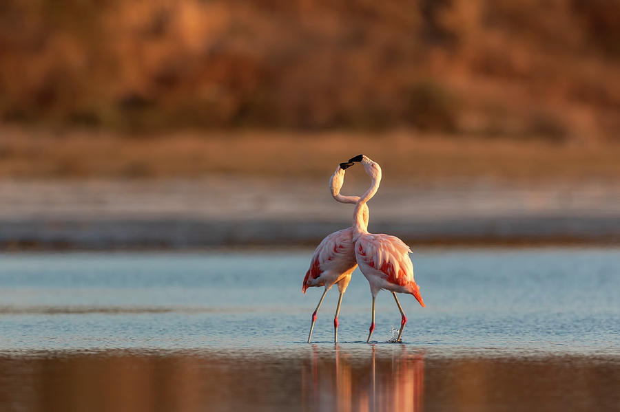 Pair of Flamingos by Pablo Rodriguez Merkel Pair of Flamingos by Pablo Rodriguez Merkel
