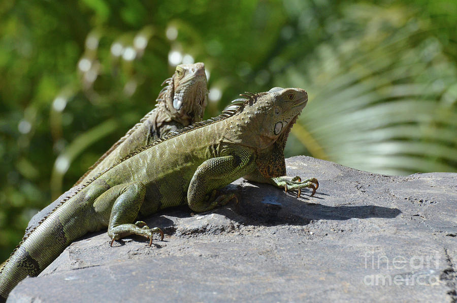 Pair of Green Lizards in Aruba on a Rock Together Photograph by DejaVu