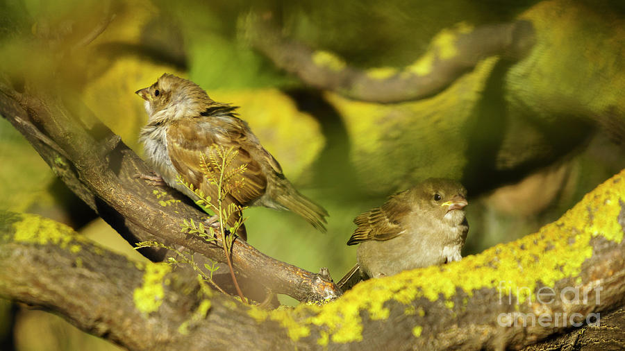 Pair of Spanish Sparrows Perched on a Tree Photograph by Pablo Avanzini