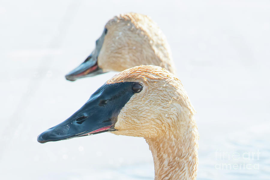Pair Of Trumpeter Swans Photograph