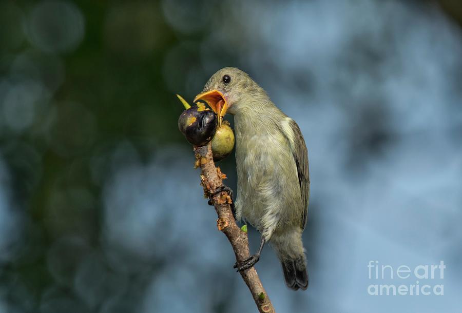 Pale-billed Flowerpecker Photograph by K Jayaram/science Photo Library ...