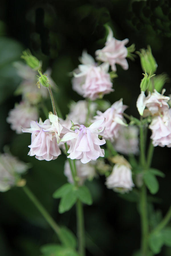 Pale Pink Aquilegia #1 Photograph by Sonja Zelano