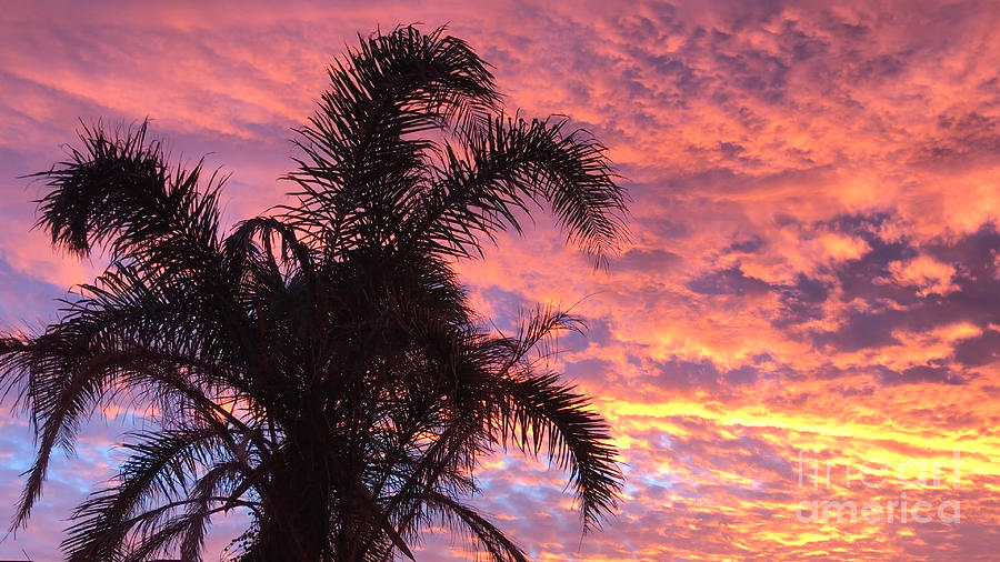Palm tree against vivid colorful evening sunset #1 Photograph by Milleflore Images