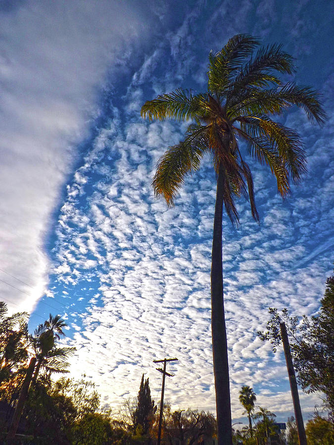Palm Tree and Clouds by Hold Still Photography Palm Tree and Clouds by Hold Still Photography