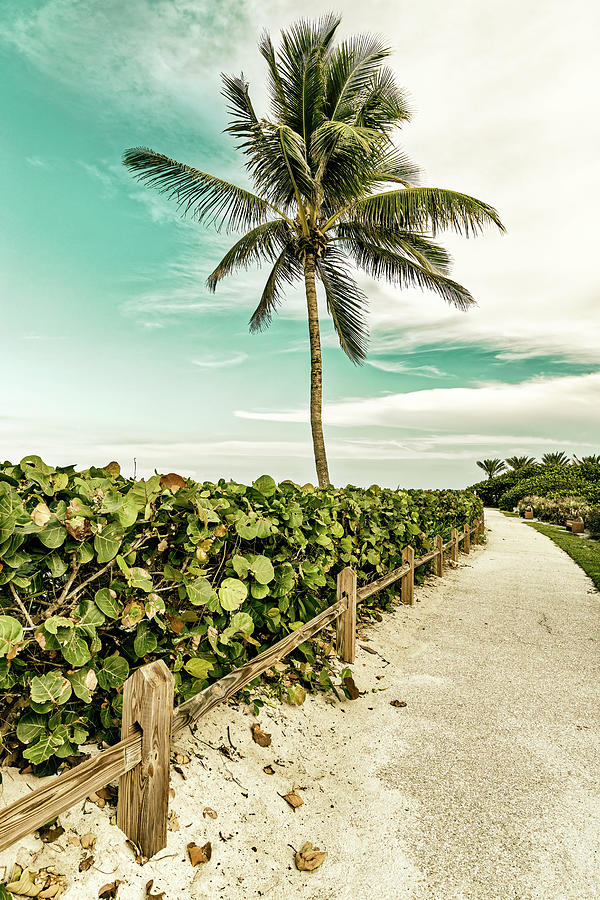 Palm Tree At The Beach With Walkway Digital Art by Laura Diez - Fine ...