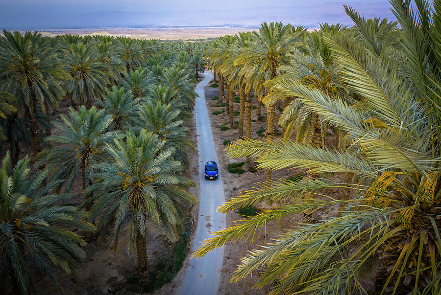 punakea palms farm