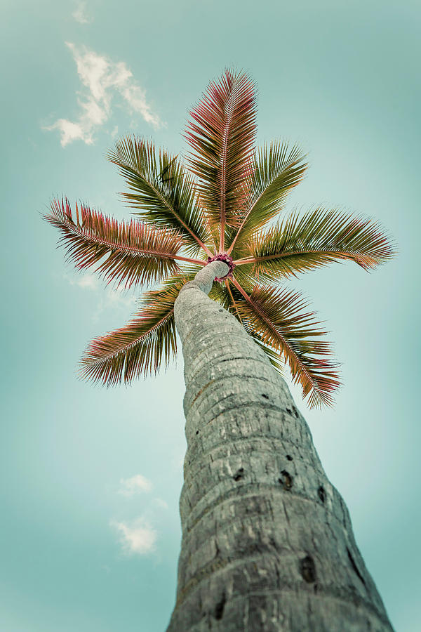 Palm Tree, Fort Lauderdale, Fl #1 Digital Art by Laura Zeid