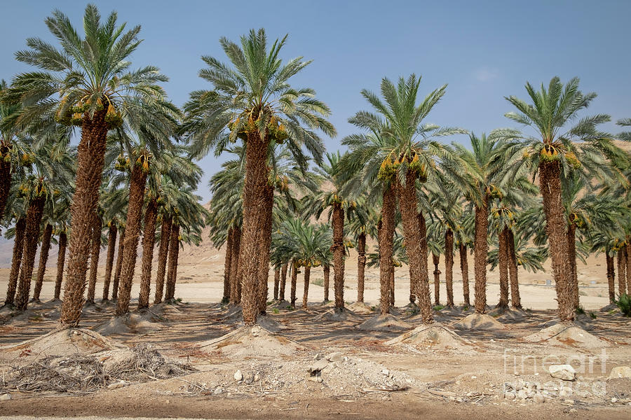 Palm Tree Plantation #1 Photograph by Photostock-israel/science Photo Library
