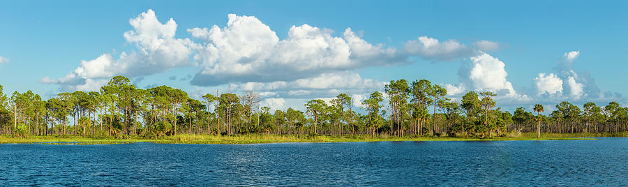 Palm Trees Across Lake, Fred C Photograph By Panoramic Images - Fine 