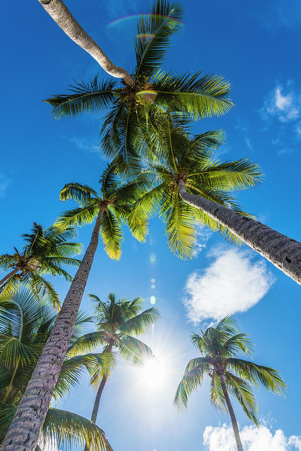 Palm Trees Against The Light, San Juan, Puerto Rico, Caribbean, Usa ...