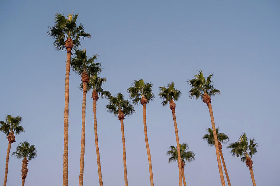 Palm Trees At Sunset On Boulevard In Los Angeles #1 Photograph by Alex Grichenko
