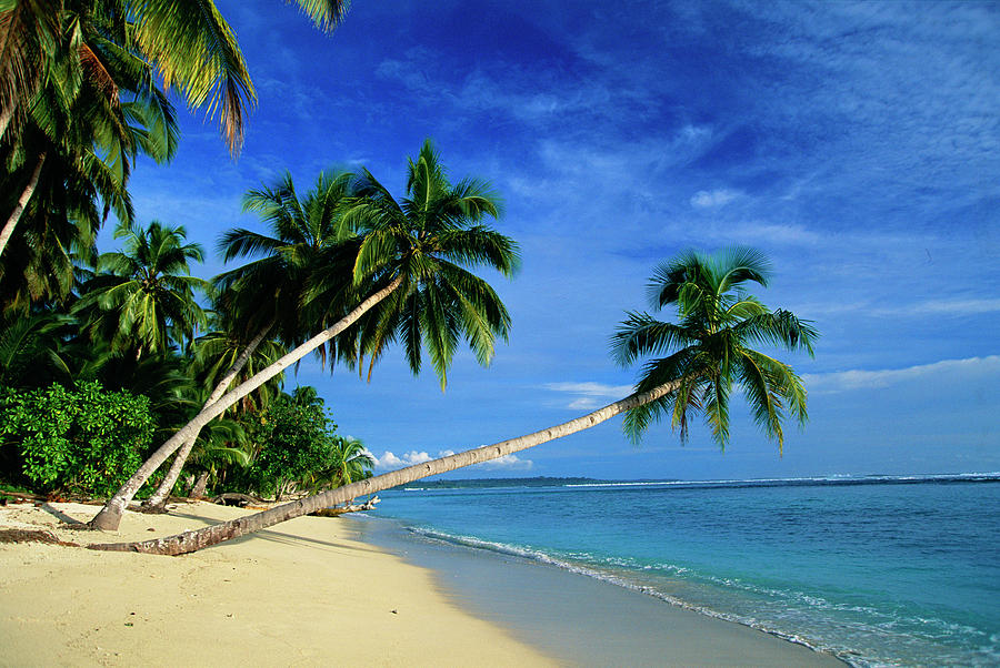 Palm Trees Bending Over The Beach Photograph by Panoramic Images - Pixels