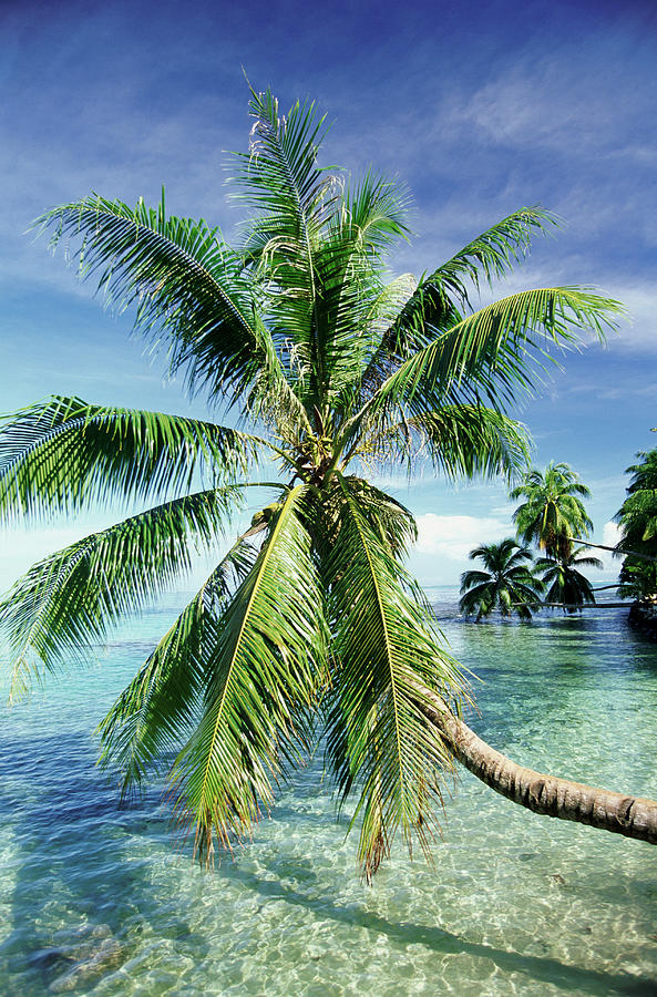 Palm Trees By The Pacific Ocean, Tahiti by Peter Adams