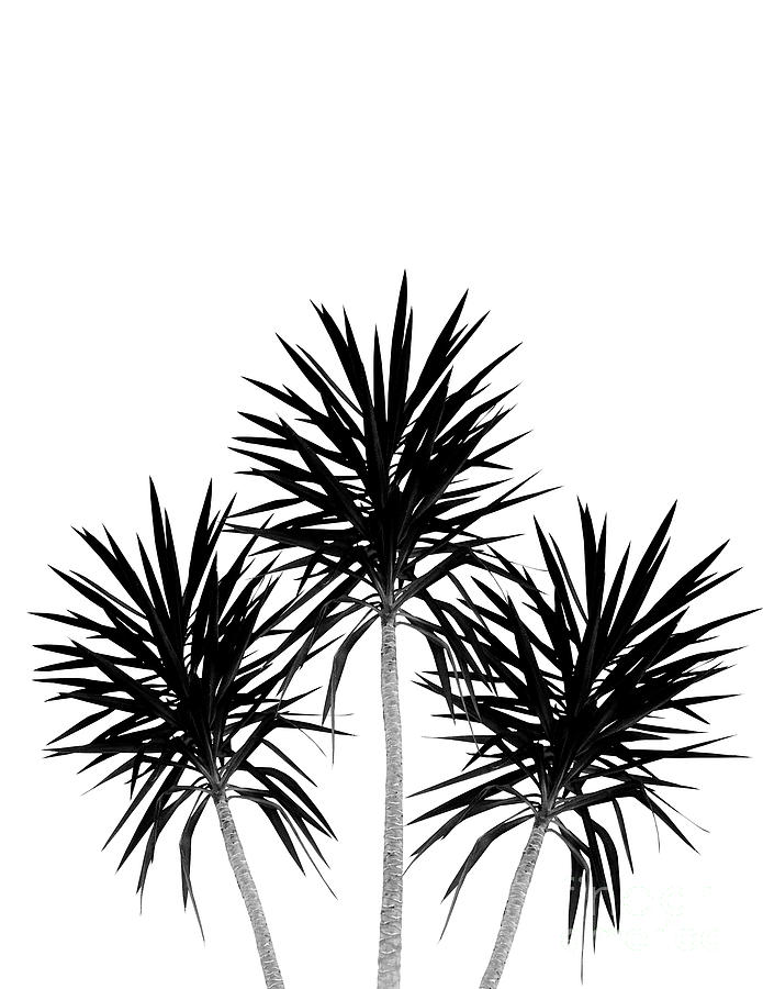 Nature Mixed Media - Palm Trees - Cali Summer Vibes #2 #decor #art #1 by Anitas and Bellas Art