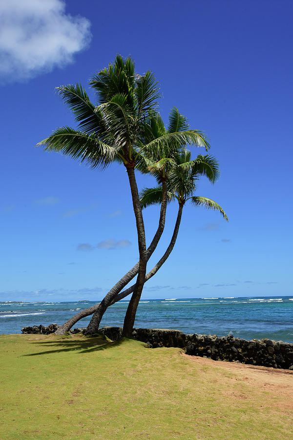Palm Trees On The Coast Of Hauula #1 Photograph by Ryan Rossotto